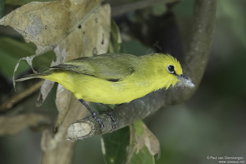 Pemba White-eyeadult