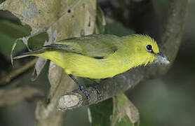 Pemba White-eye