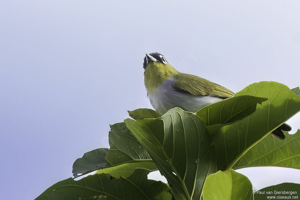 Zostérops de Salvadoriadulte