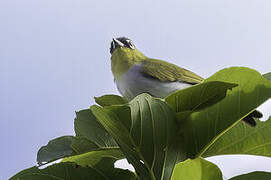 Black-fronted White-eye