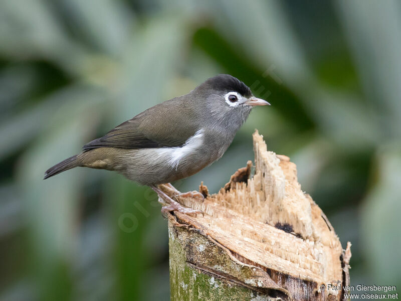 Black-capped Speiropsadult