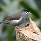 Zostérops de Sao Tomé