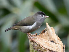 Black-capped Speirops