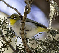 Zostérops de Socotra