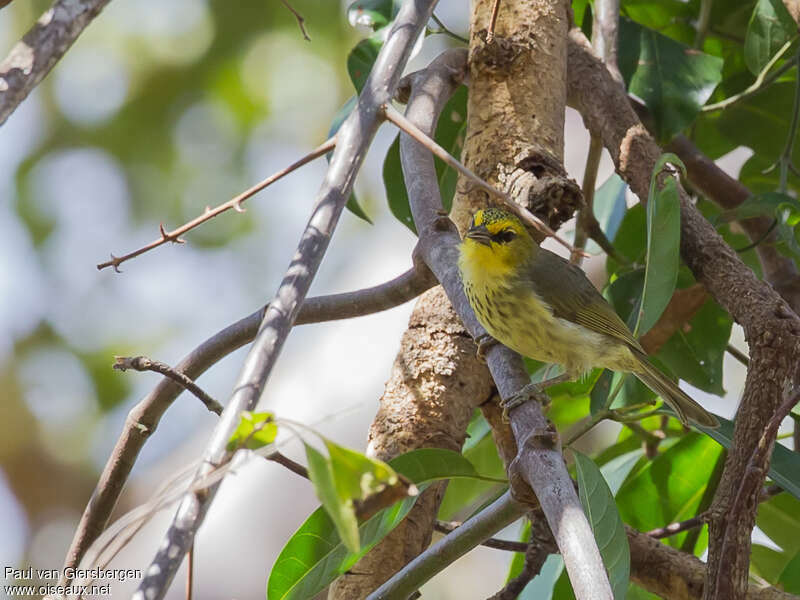 Zostérops de Timor