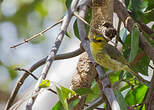 Zostérops de Timor