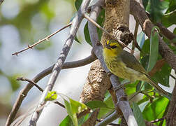 Spot-breasted Heleia