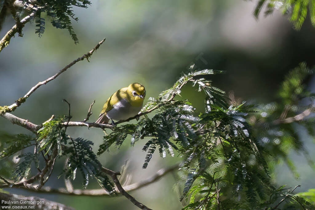 South Pare White-eyeadult, identification