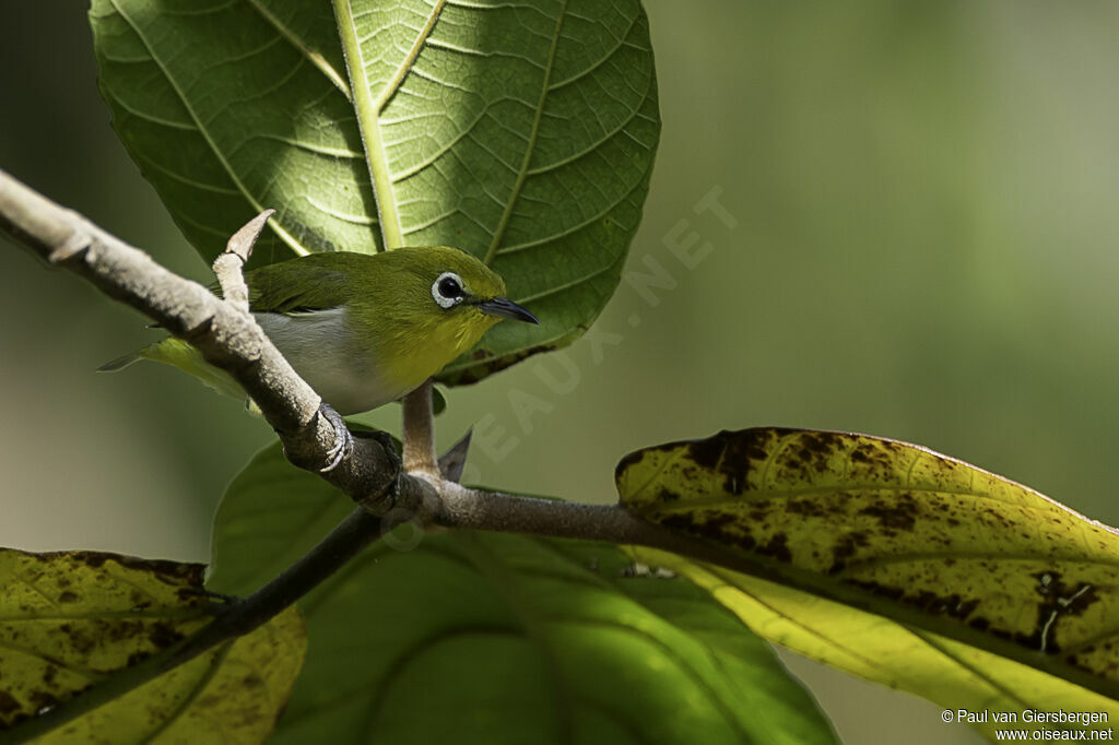 Zostérops des Philippinesadulte
