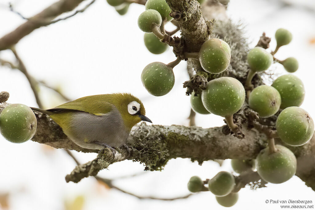 Taita White-eyeadult