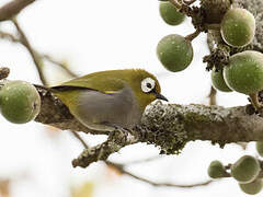 Taita White-eye