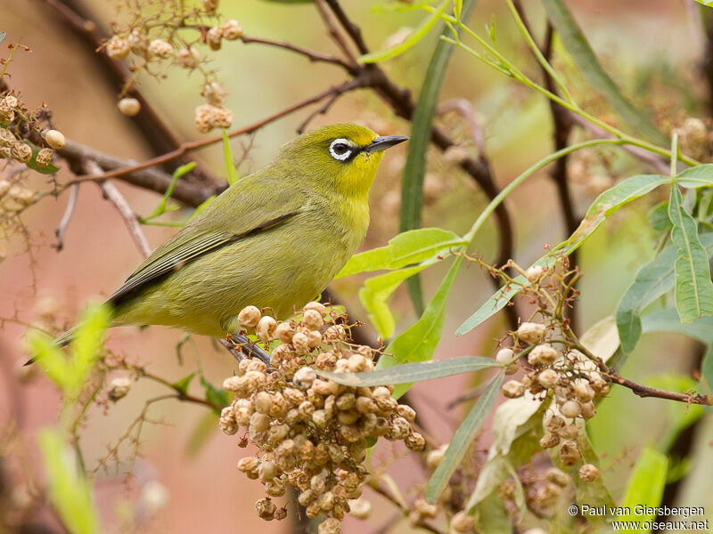 Cape White-eye