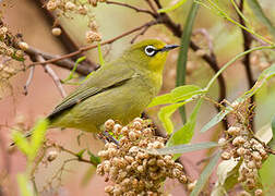 Cape White-eye