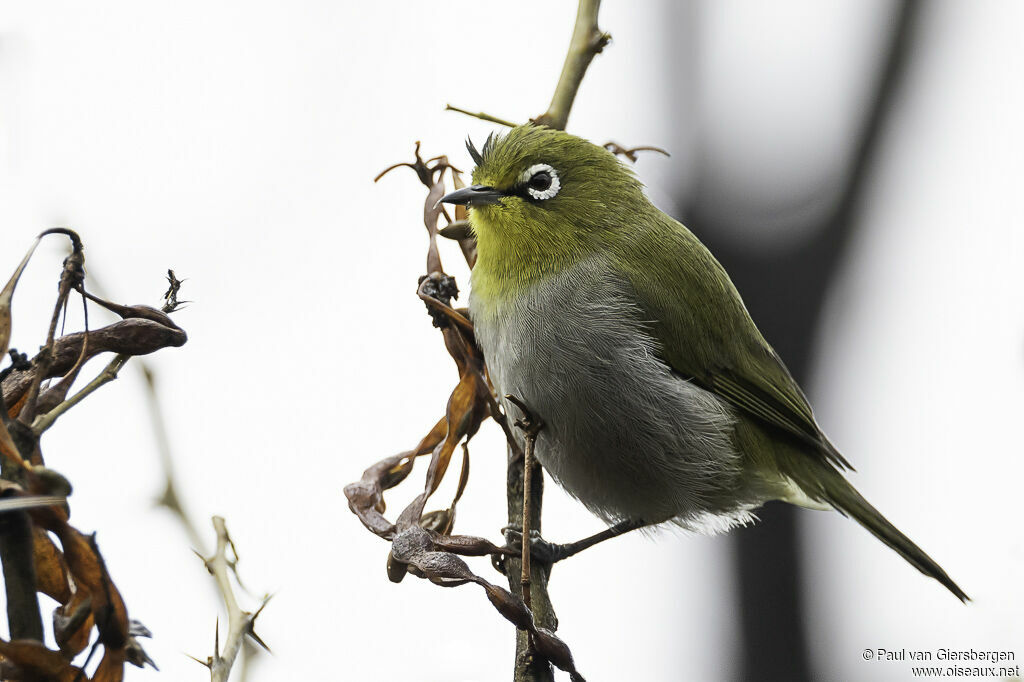 Cape White-eyeadult