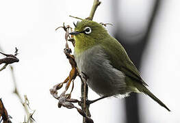 Cape White-eye