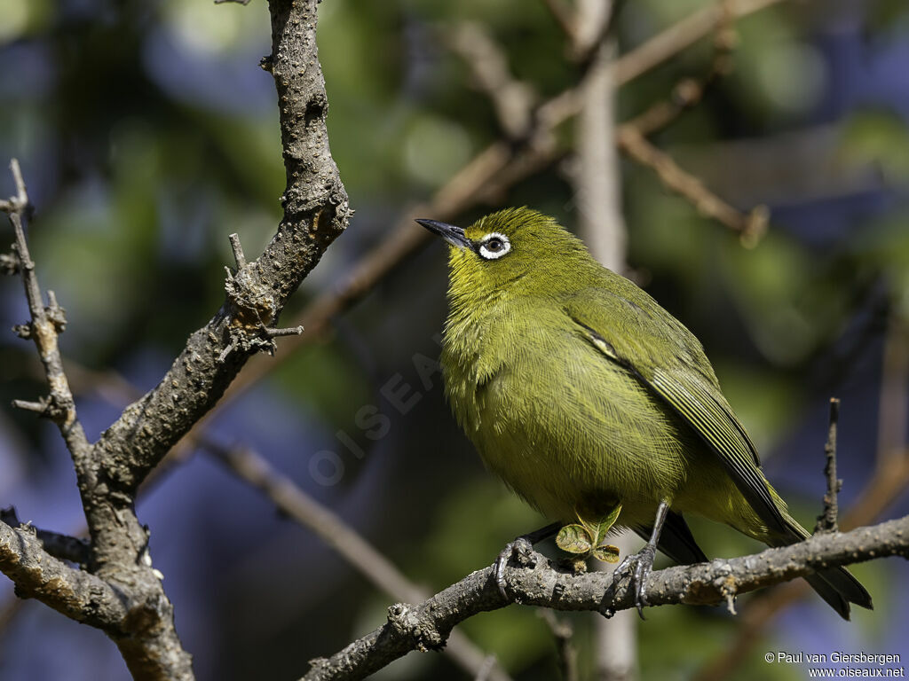 Cape White-eyeadult