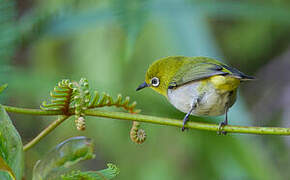 Warbling White-eye