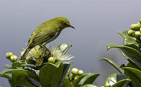 Warbling White-eye