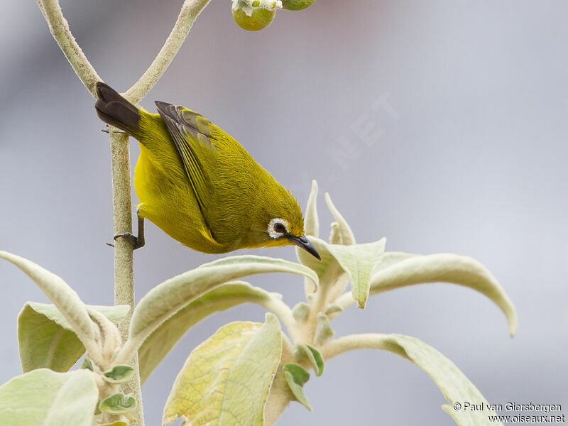 Karthala White-eyeadult