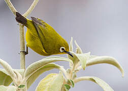 Karthala White-eye