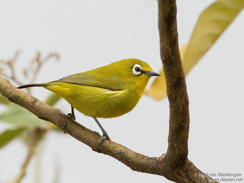 Karthala White-eyeadult