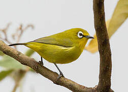 Karthala White-eye