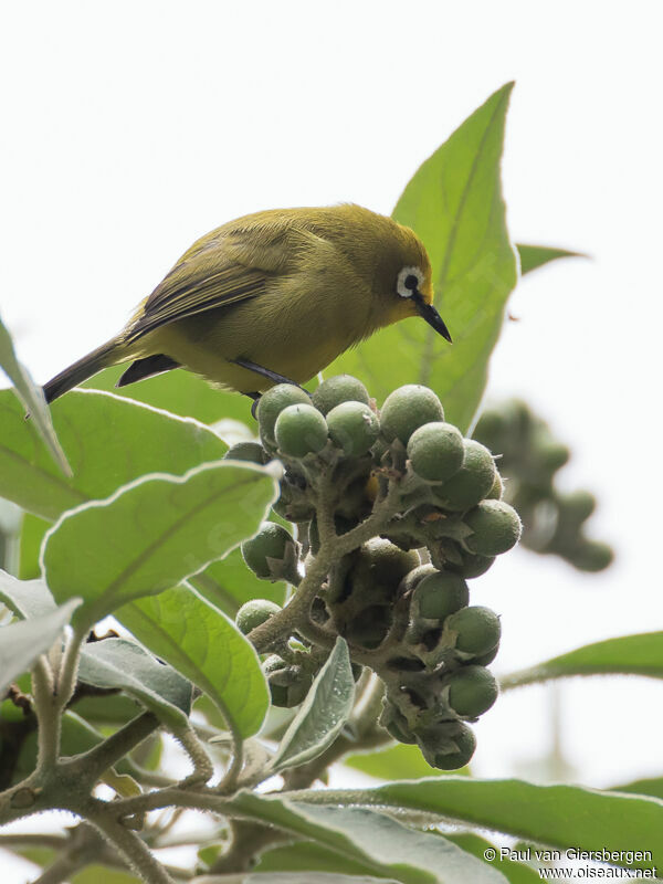 Kikuyu White-eyeadult