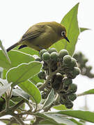 Kikuyu White-eye