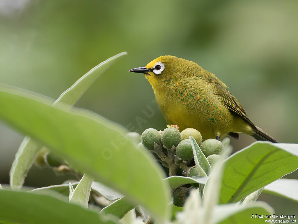 Kikuyu White-eyeadult