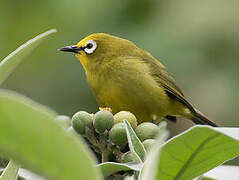 Kikuyu White-eye