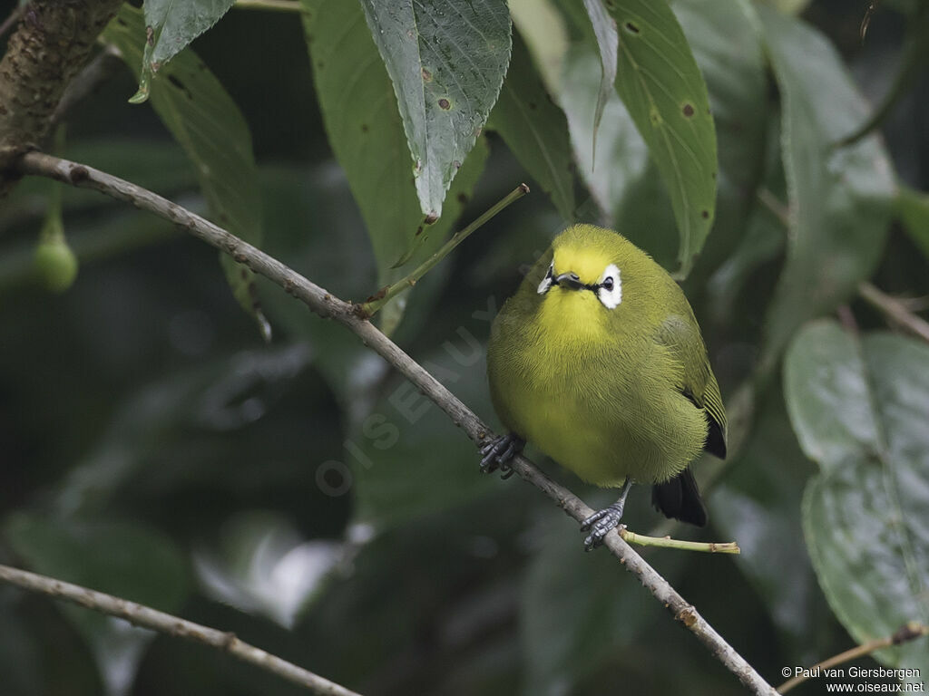 Zostérops du Kikuyu