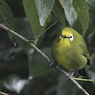 Zostérops du Kikuyu