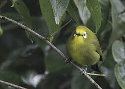 Kikuyu White-eye