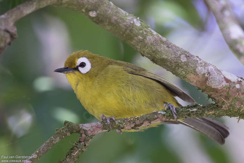 Broad-ringed White-eyeadult, identification