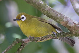 Broad-ringed White-eye