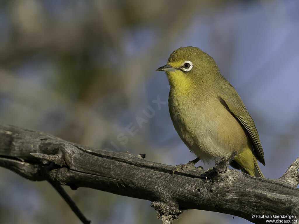 Orange River White-eyeadult