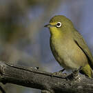 Zostérops gris-vert