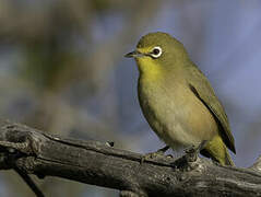 Orange River White-eye