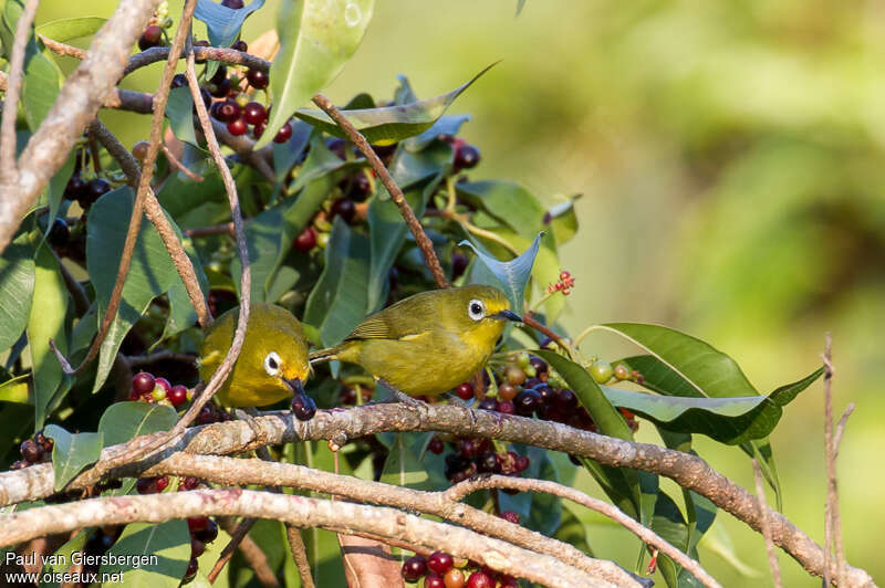 Yellowish White-eyeadult