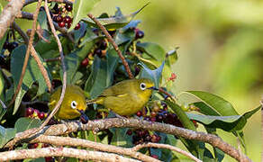 Yellowish White-eye