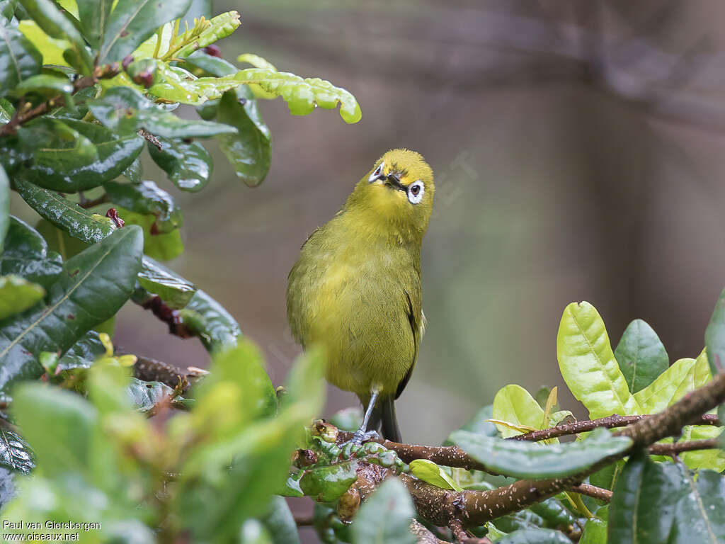 Zostérops jaune du Sudadulte, portrait