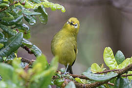 Southern Yellow White-eye