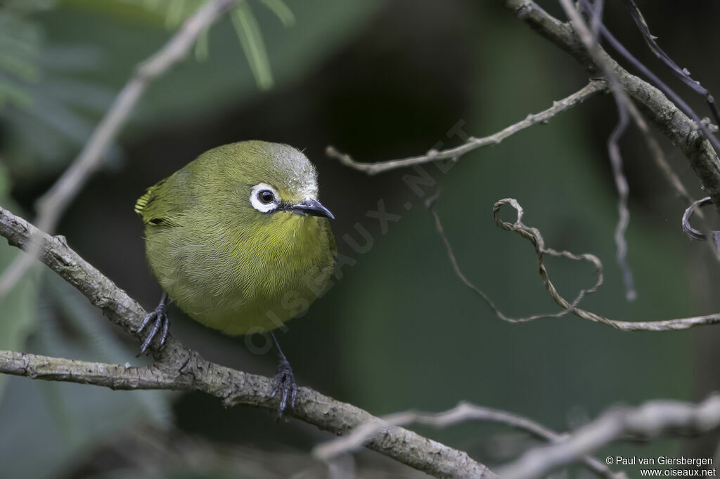 Southern Yellow White-eyeadult