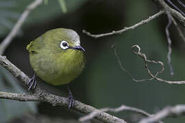 Southern Yellow White-eye