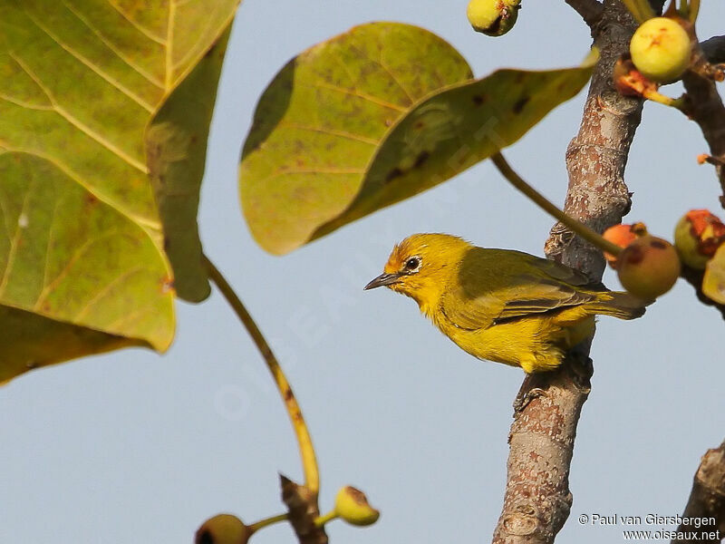 Northern Yellow White-eye