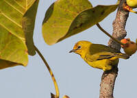 Zostérops jaune