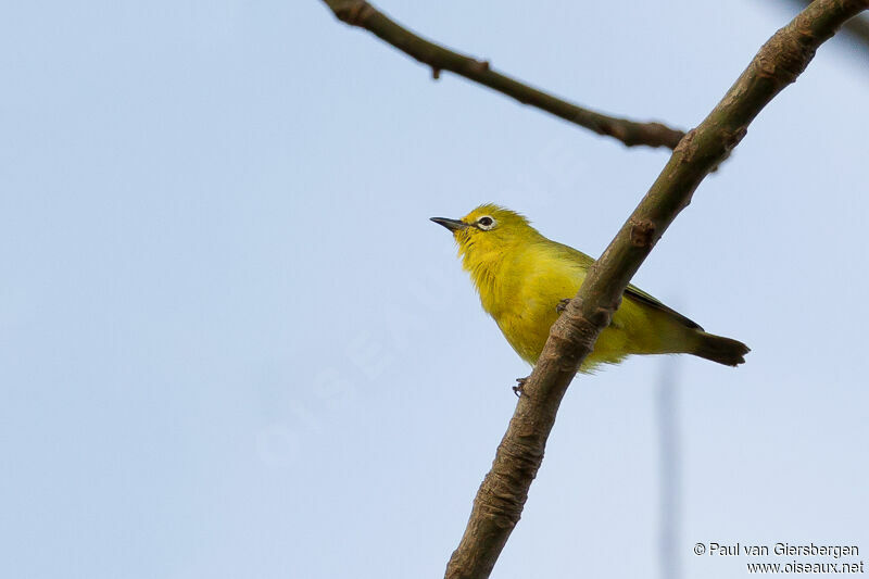 Northern Yellow White-eye