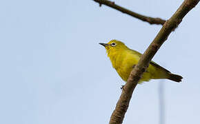 Northern Yellow White-eye