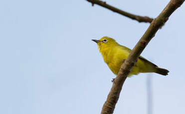 Zostérops jaune