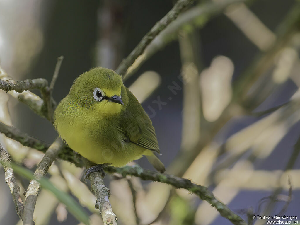 Northern Yellow White-eyeadult